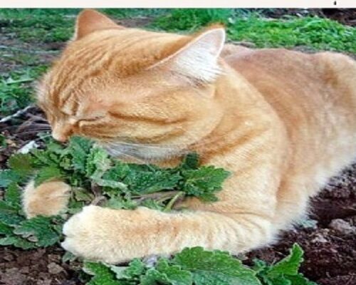 حقایقی در مورد سنبل الطیب، گیاه مورد علاقه گربه ها
