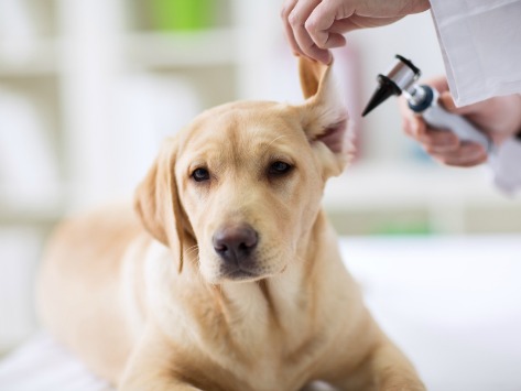 Ear Infections Dogs