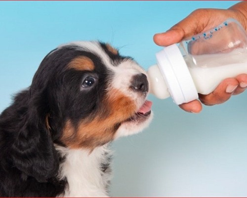 حساسیت به لاکتوز در سگ ها