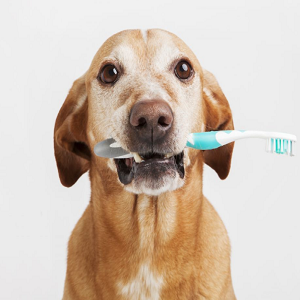 دلیل بوی بد دهان سگ چیست و چگونه درمان می‌شود؟