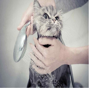 هر آنچه که باید در مورد حمام کردن گربه‌ها بدانید!