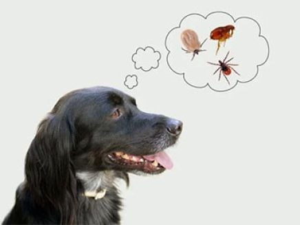 Tick Prevention